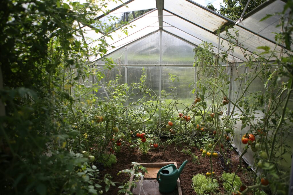 Small greenhouse growing amazing veggies.  get a much longer season using greenhouses.